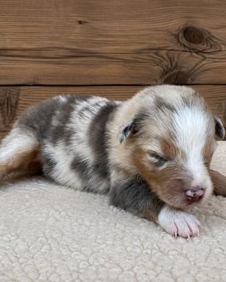 Cuccioli shepherd / pastore australiano