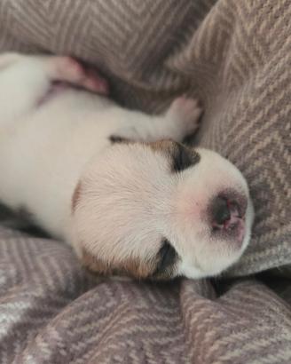 Cuccioli chihuahua