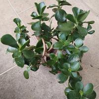 Piante di giada in vaso 