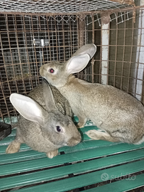 Coppia di conigli leprinati