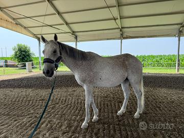 Cavallo
