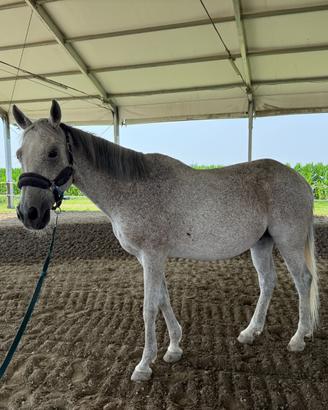 Cavallo