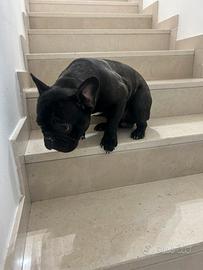 Bulldog francese