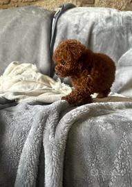 Barboncino red Brown maschio 2 mesi