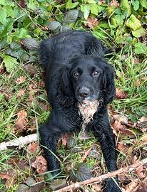 Cane da caccia cocker spaniel inglese