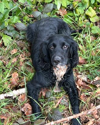 Cane da caccia cocker spaniel inglese
