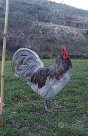 Gallo Australorp