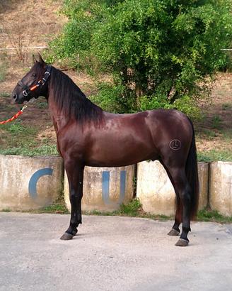 Cavallo