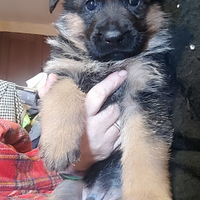 Cuccioli di pastore tedesco