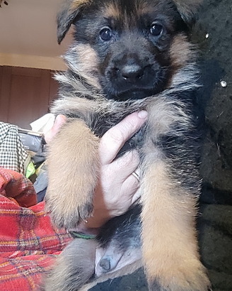 Cuccioli di pastore tedesco