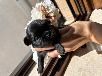 ChihUaHuAa total black