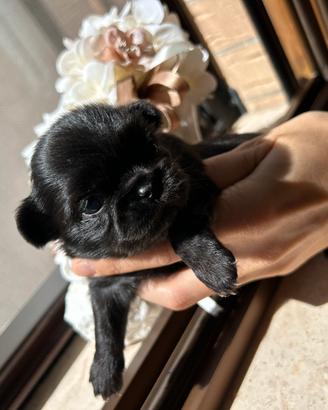 ChihUaHuAa total black