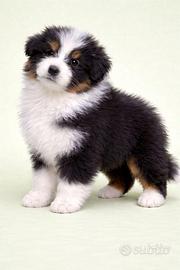 Cucciolo Pastore Asutraliani