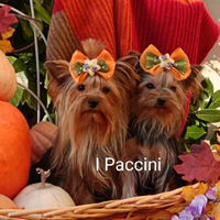 Mini mini Yorkshire Terrier toy