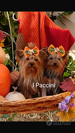 Mini mini Yorkshire Terrier toy