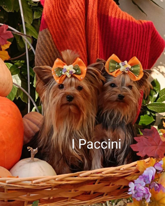 Mini mini Yorkshire Terrier toy