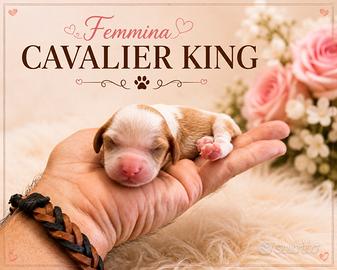 Cavalier king femmina