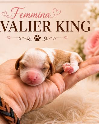 Cavalier king femmina