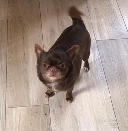 Coppia chihuahua adulti