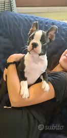 Cuccioli Boston Terrier