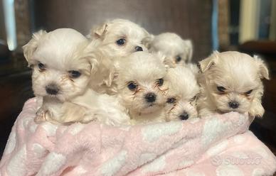 Cuccioli di Maltese taglia piccola