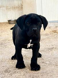 Cucciolo cane corso nero prima scelta