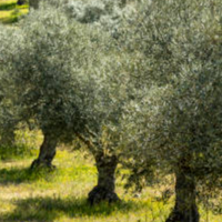 Uliveto con terreno edificabile