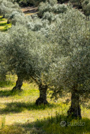 Uliveto con terreno edificabile