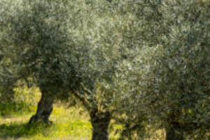 Uliveto con terreno edificabile