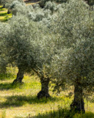 Uliveto con terreno edificabile