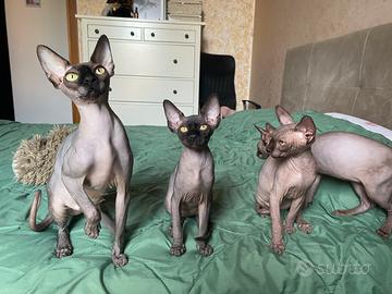 Sphynx canadese