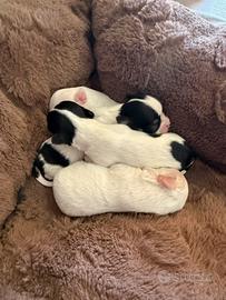 Chihuahua pedigree ENCI