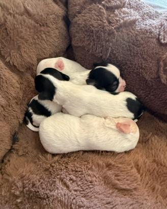 Chihuahua pedigree ENCI