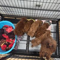 Barboncini Red e fulvi di tre mesi papà tea Cup