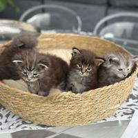 Cucciolata maine coon