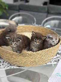 Cucciolata maine coon