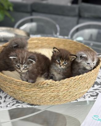 Cucciolata maine coon