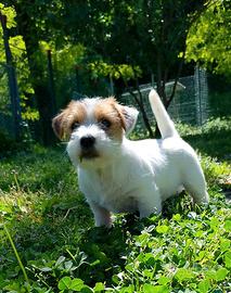 Jack Russell