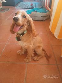 Coker Spaniel