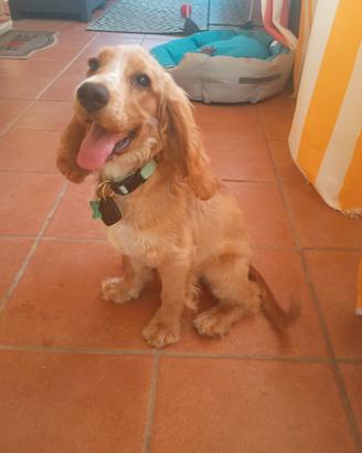 Coker Spaniel
