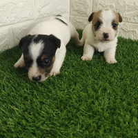 Jack Russell broken con pedigree enci