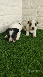 Jack Russell broken con pedigree enci