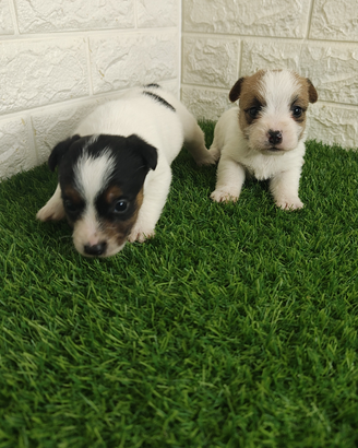 Jack Russell broken con pedigree enci