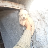 Mini cuccioli MALTIPOO