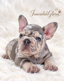 BULLDOG FRANCESE LILAC MERLE TAN ESCLUSIVO