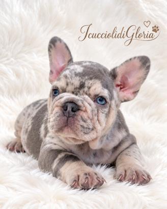 BULLDOG FRANCESE LILAC MERLE TAN ESCLUSIVO
