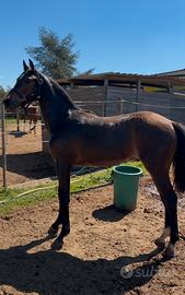 Puledro Zangersheide