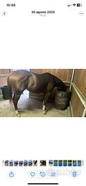 Cavallo