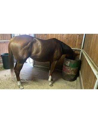 Cavallo