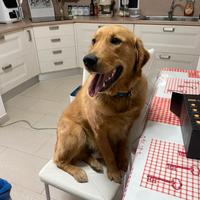 Golden Retriver "Inglese" con PEDIGREE